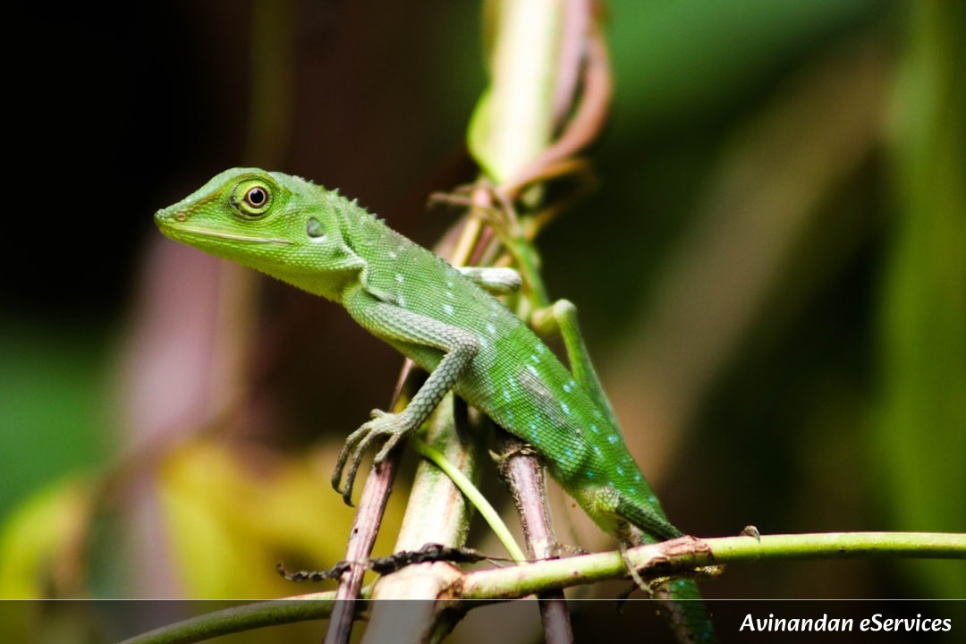 Can an Animal Have Green Blood?: Vikram and Mira Discover a Lime-Green Lizard!
