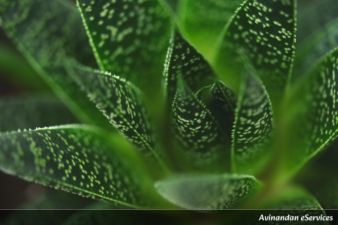 NCERT Explained: Class VII Science, Chapter 1 - Nutrition in Plants: How Green Plants Make Their Own Food